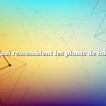 Question : À quoi ressemblent les plants de haricots de Lima